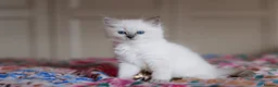 Ragdoll cats for sale: Beautiful Ragdoll Kittens – Male & Female - Advert 6