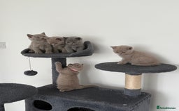 British Shorthair cats for sale: British shorthair kittens  - Image 4