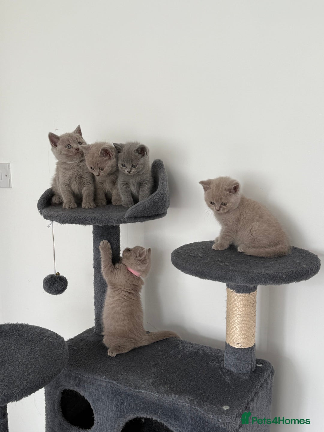 British Shorthair cats for sale: British shorthair kittens  - Image 4