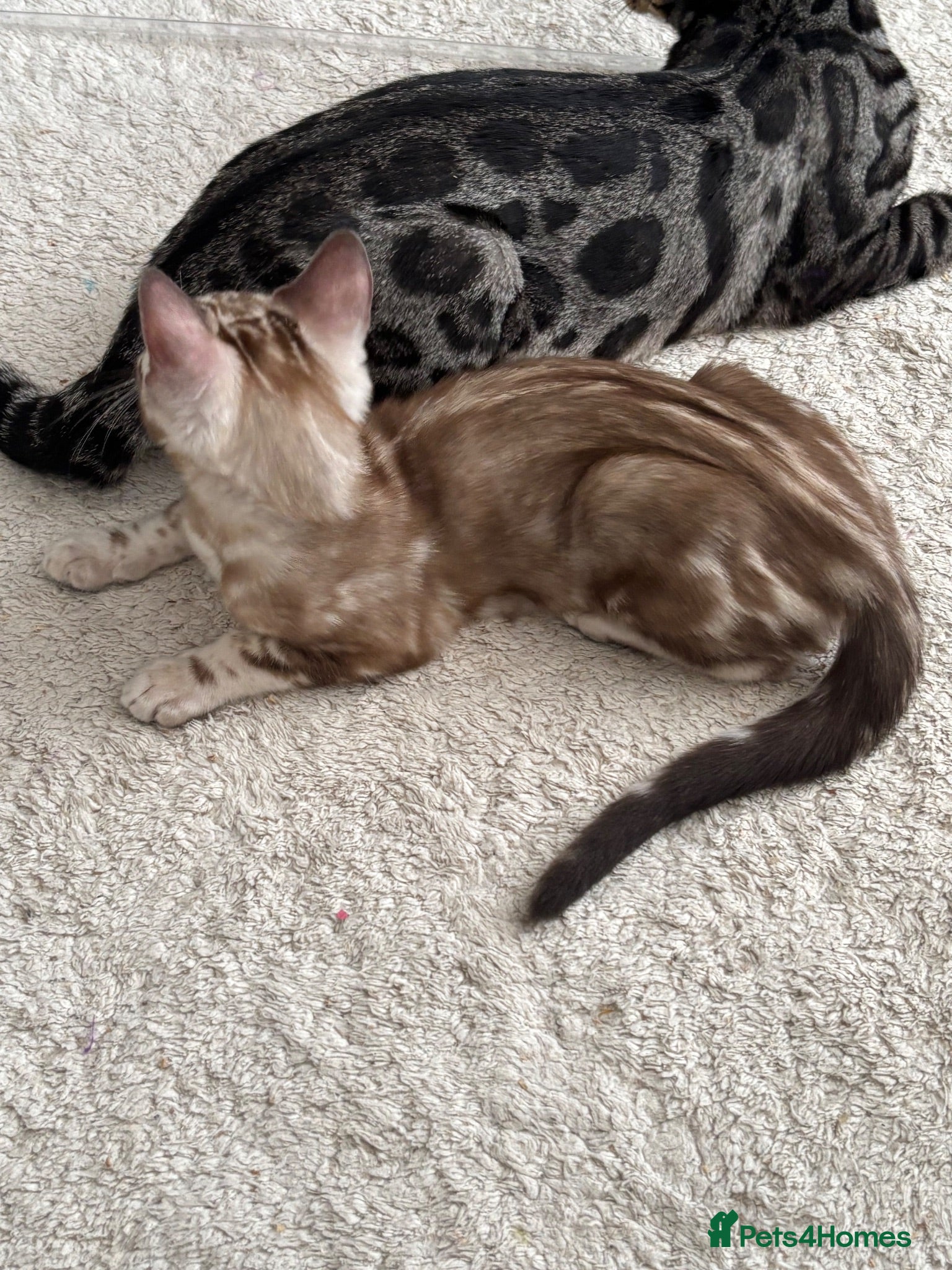 Bengal cats 🌟Pedigree bengal kittens 🌟 - Advert 1