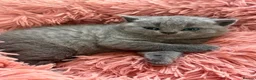 Scottish Fold cats for sale: Beautiful Kittens Ready from 8 Weeks in Salford - Advert 4