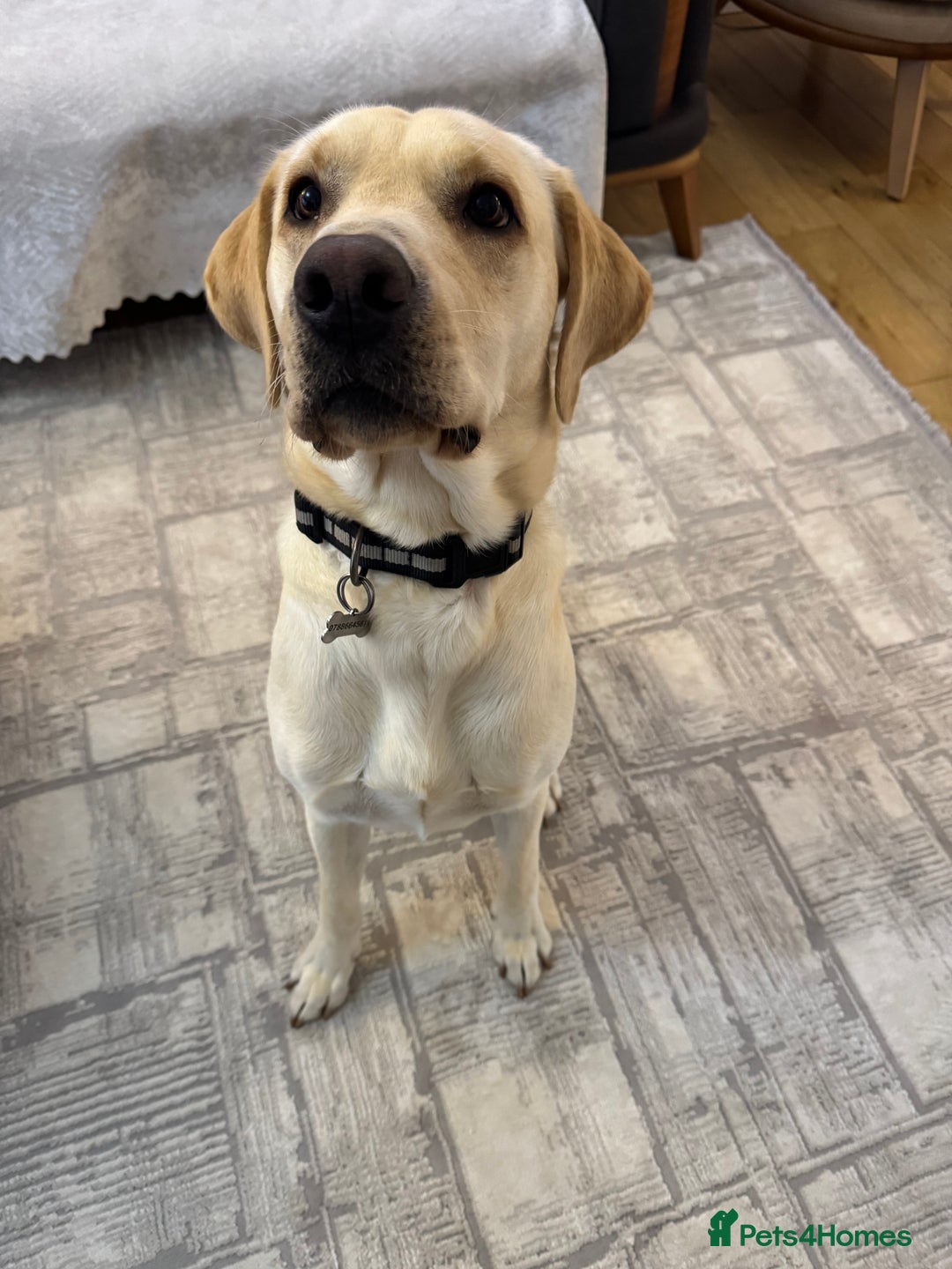 Labrador Retriever dogs for sale: Labrador retriever  - Advert 4