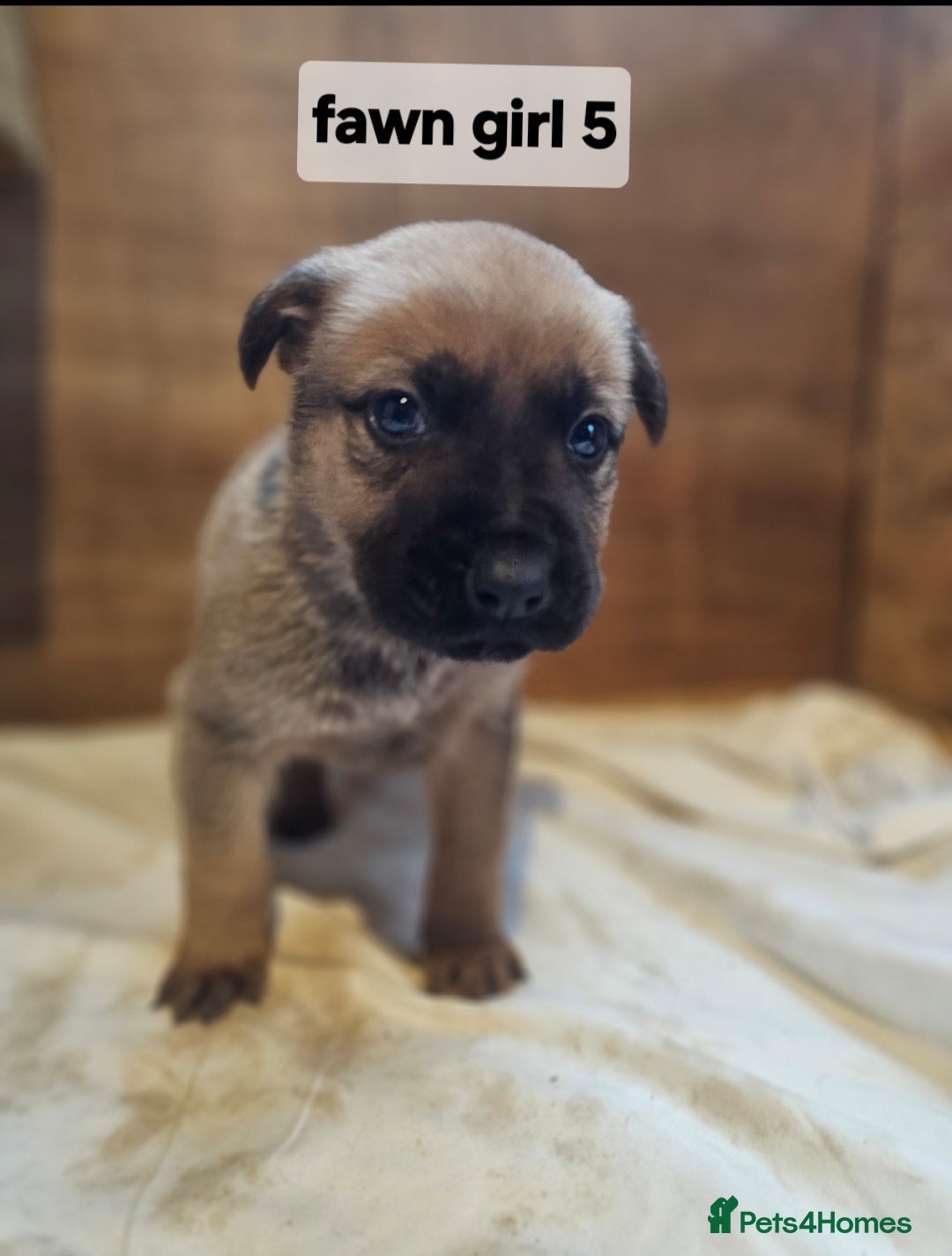 Mixed Breed dogs for sale: German shepard x rottweiler pups - Advert 22
