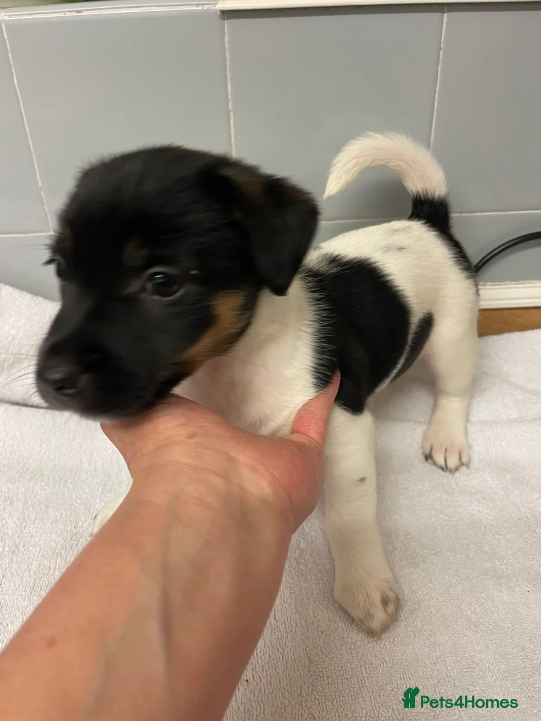 Jack Russell dogs for sale: Beautiful Jack Russell puppies  - Advert 11