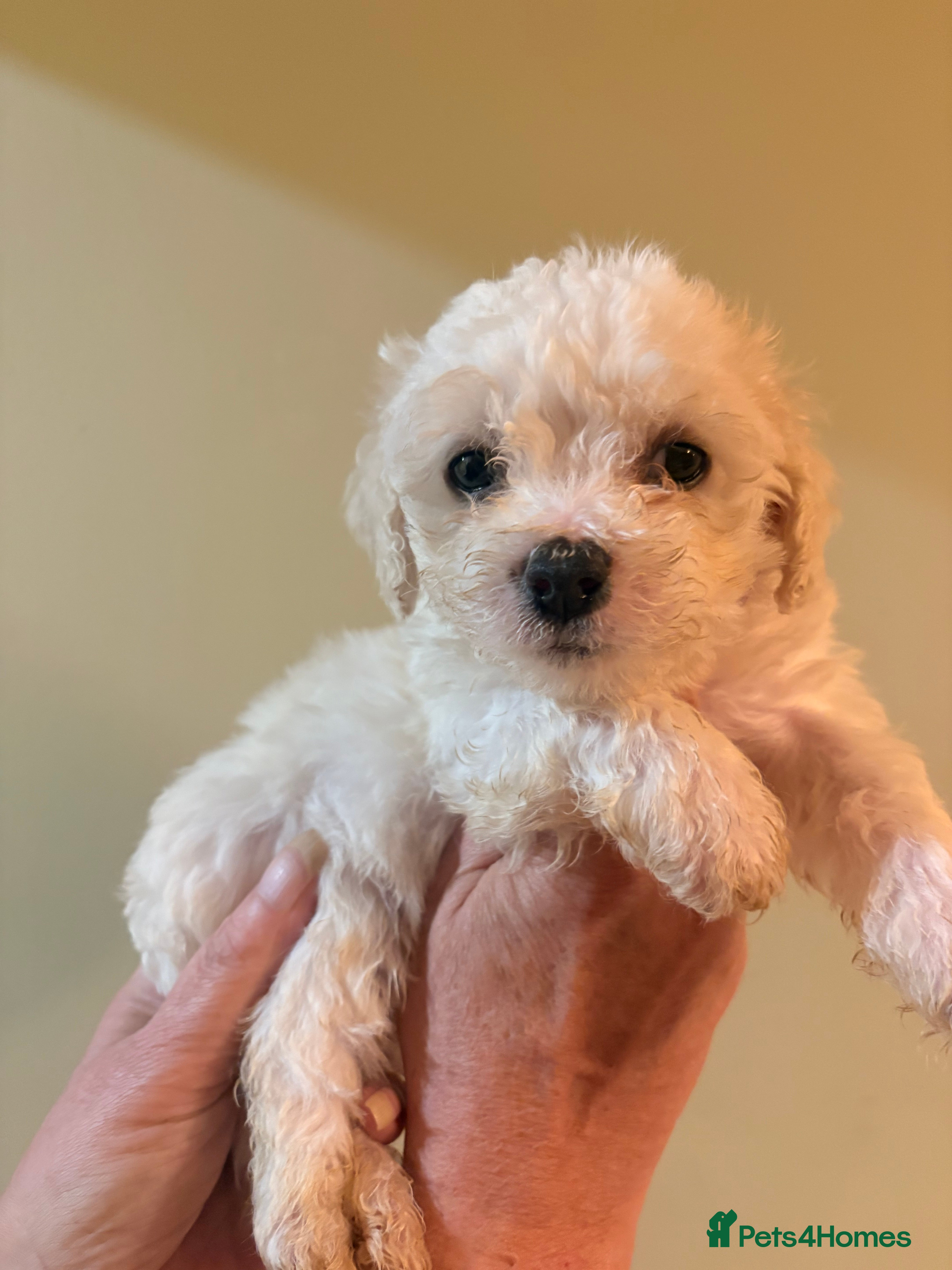 Mixed Breed dogs Cavachon x Havernese puppies for sale  - Advert 2