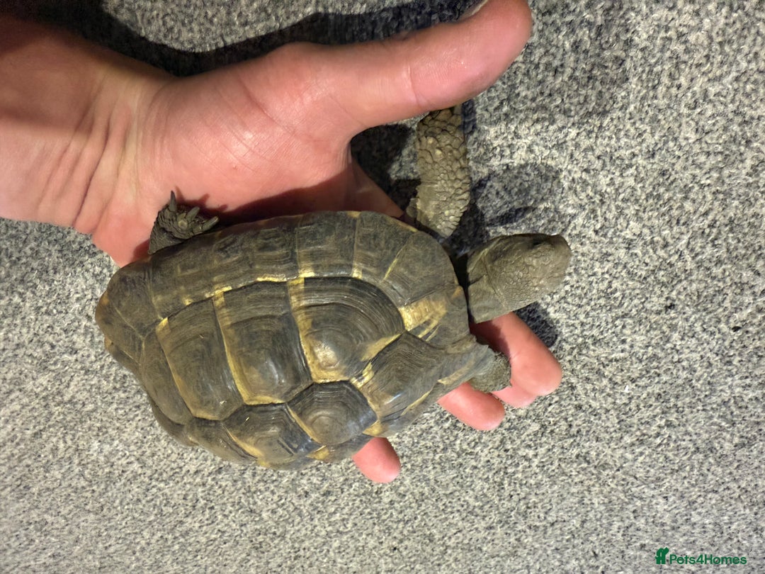 Tortoise reptiles for sale: Jack and Georgina  - Image 7