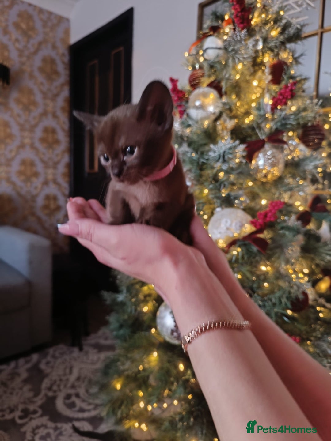 Burmese cats for sale: Lovely Burmese kitten's - Advert 6