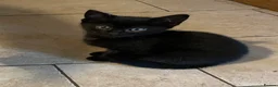 Mixed Breed cats for sale: Grey and Black Kittens - Advert 12