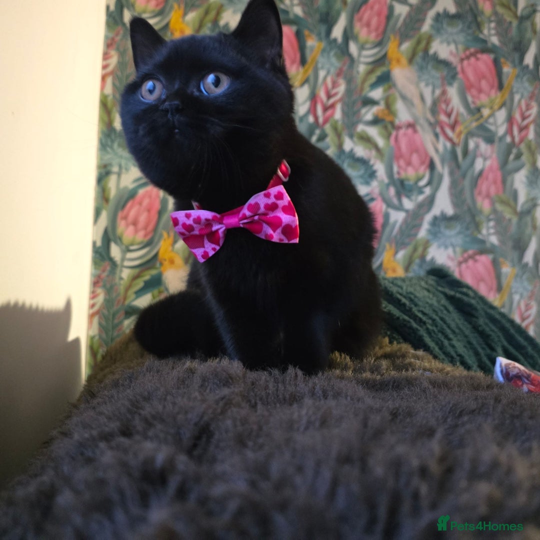 British Shorthair cats for sale: URGENT!! Last fluffy black BSH kitten!!  - Advert 2