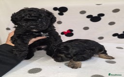 Maltipoo dogs for sale: Maltipoo Puppies 2 Beautiful Girls Available! - Image 2