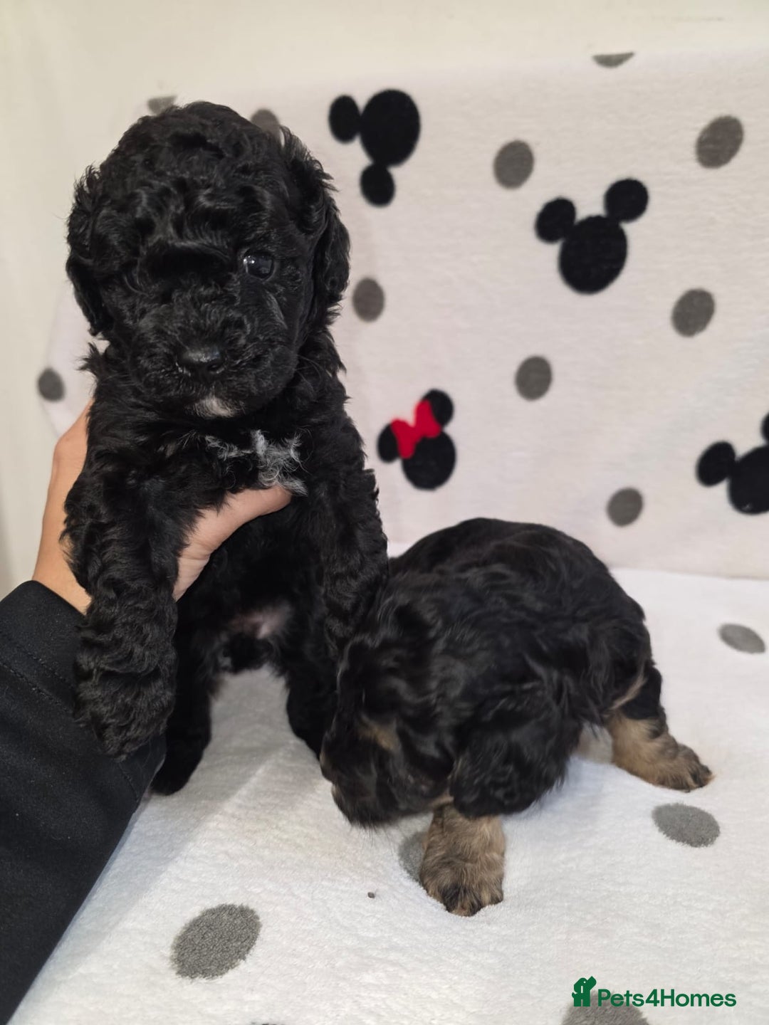 Maltipoo dogs for sale: Maltipoo Puppies 2 Beautiful Girls Available! - Image 2