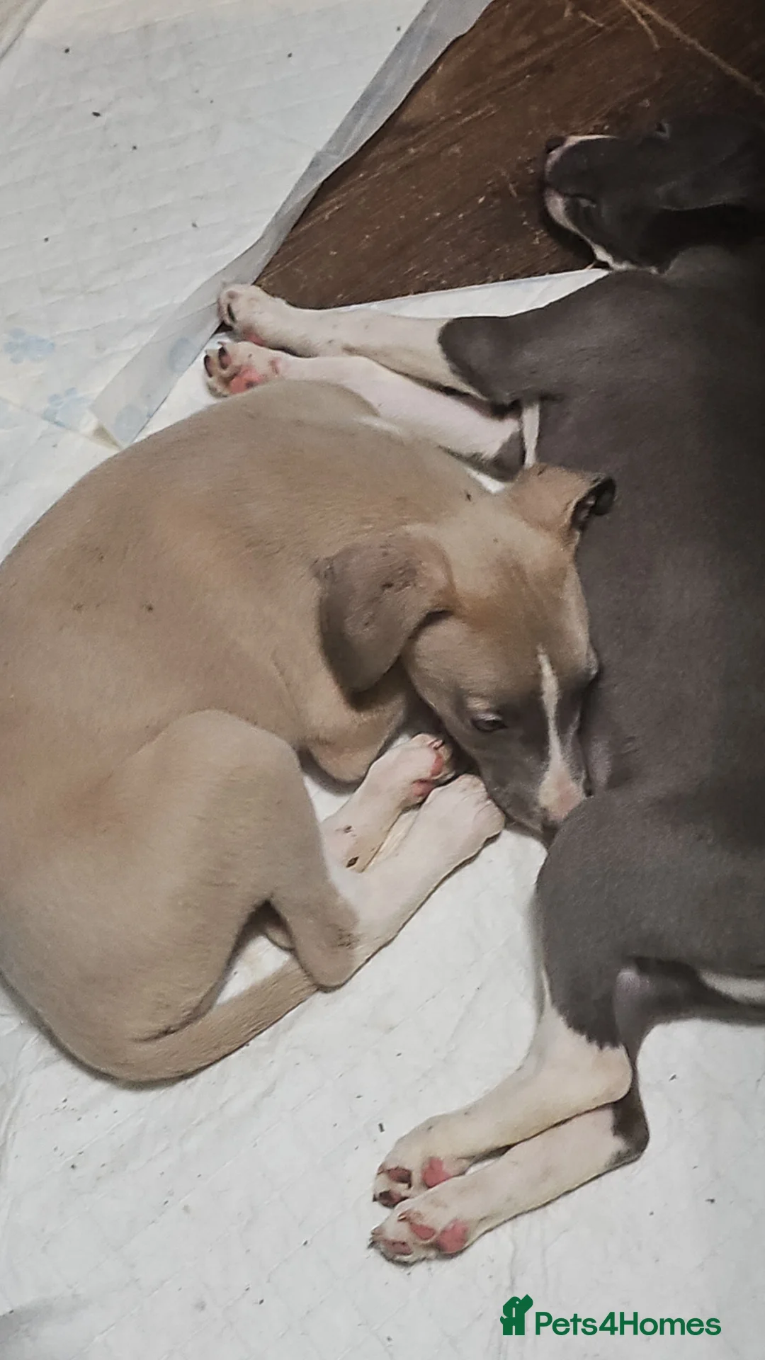 Whippet dogs for sale: READY NOW kc reg blue whippet puppies - Advert 2