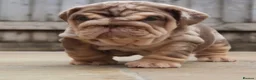 English Bulldog dogs for sale: Gorgeous English Bulldog Pups - Advert 8