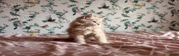 Maine Coon cats for sale: 4 beautiful playful Maine Coon kittens  in Glastonbury - Advert 17