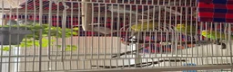 Budgerigars birds for sale: 5 Male Budgies for Good Home in Colchester - Advert 2