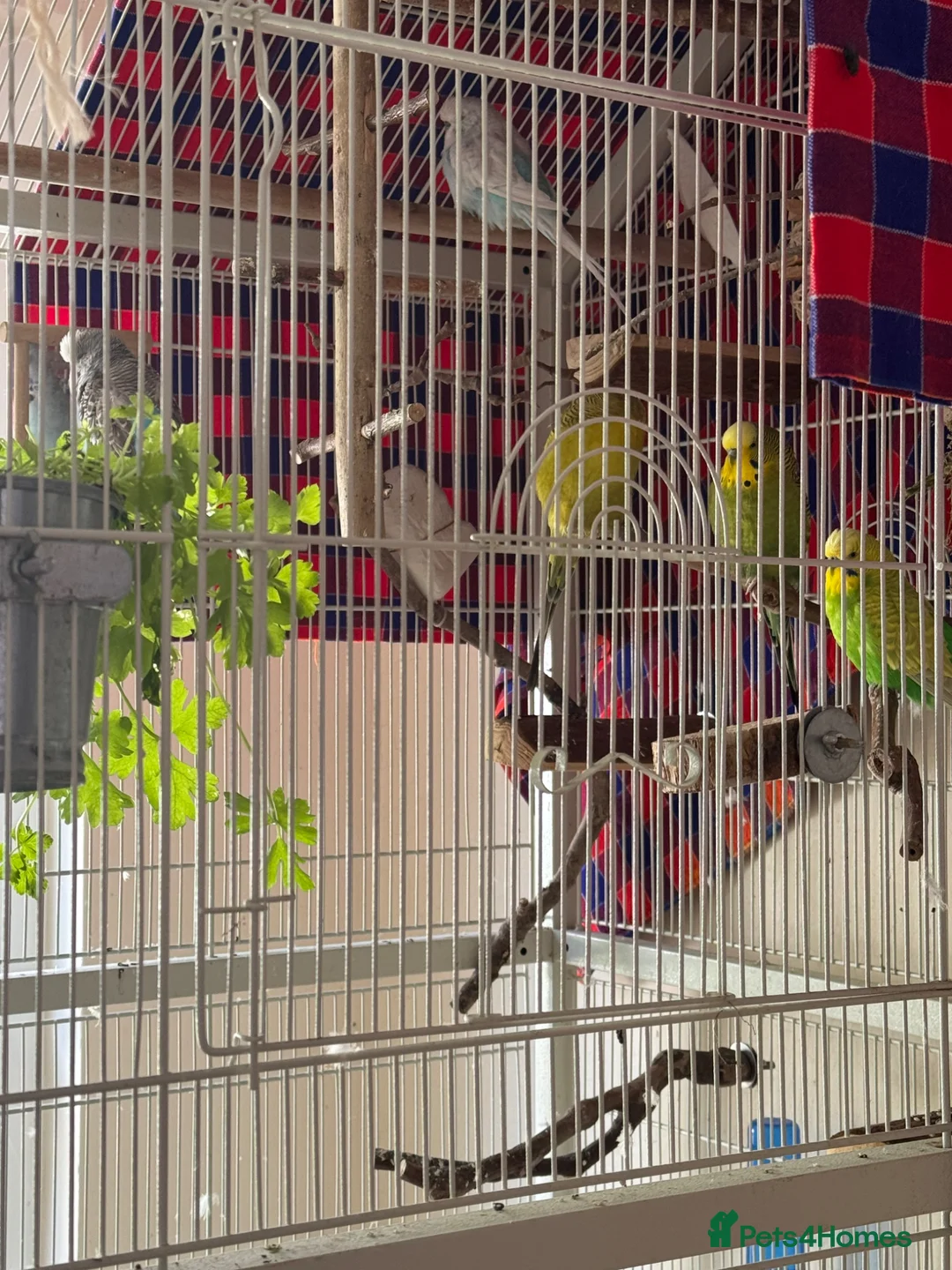 Budgerigars birds for sale: 5 Male Budgies for Good Home in Colchester - Advert 2