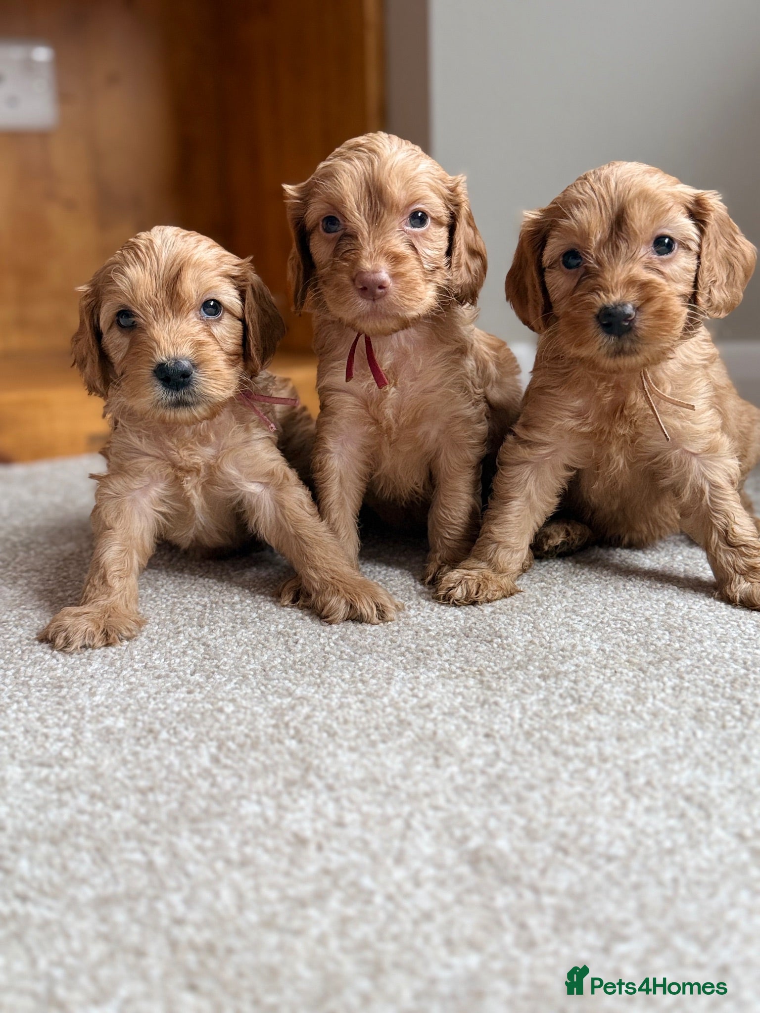 Cockapoo dogs Cockapoo puppies 3 Girls available  - Advert 16