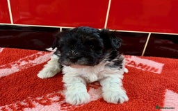 Miniature Schnauzer dogs for sale: 5* LICENSED KC MINI (TOY) SCHNAUZER LITTER - Advert 6