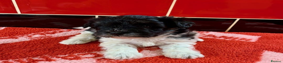 Miniature Schnauzer Puppy 4