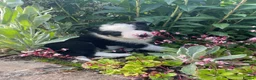 Border Collie dogs for sale: 6 Adorable Border Collie Puppies  in Brecon - Advert 9