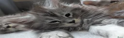 Maine Coon cats for sale: Stunning Maine coon girls *only 2 remaining* - Advert 11