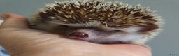Pygmy Hedgehog rodents for sale: African pygmy hedgehogs - Advert 14