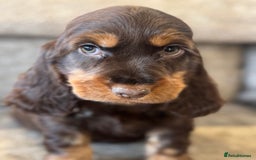 Cocker Spaniel dogs for sale: BEAUTIFUL SHOW TYPE COCKER SPANIELS  - Image 8