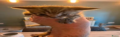 Mixed Breed Kitten 2