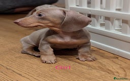 Miniature Dachshund dogs for sale: ⭐️🦋⭐️MINI MINIATURE DACHSHUNDS READY NOW ⭐️🦋⭐️ - Image 5