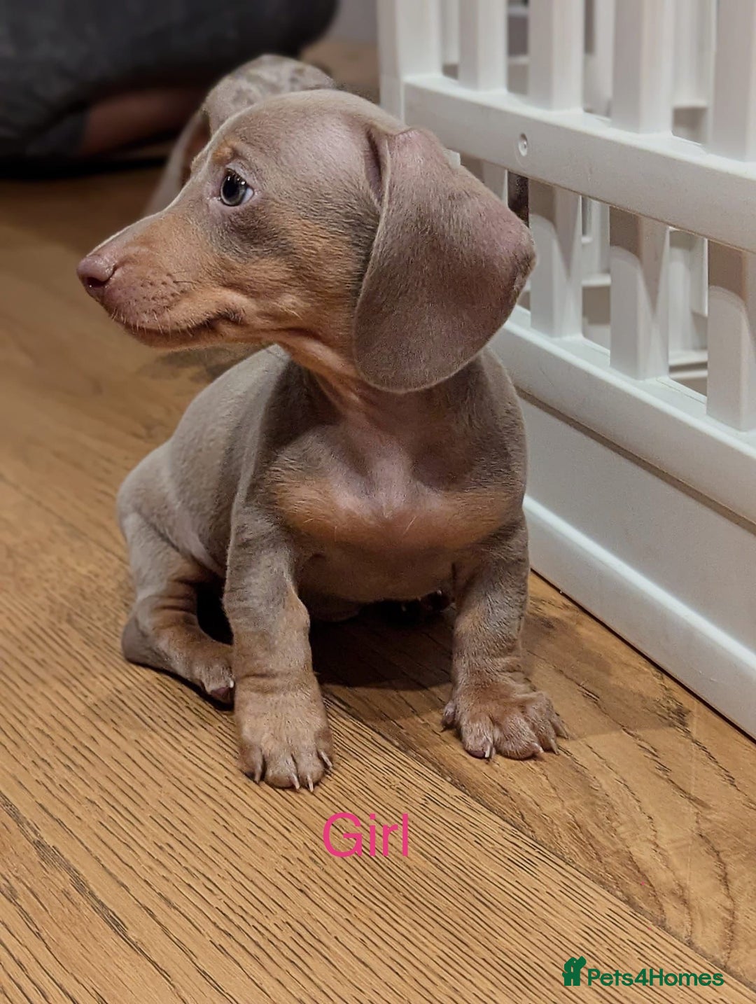 Miniature Dachshund dogs for sale: ⭐️🦋⭐️MINI MINIATURE DACHSHUNDS READY NOW ⭐️🦋⭐️ - Image 5