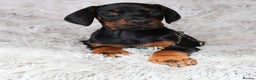 Dobermann dogs for sale: WAITLIST 2026 CEZARBLUE 5 STAR LICENSED ⭐️  - Advert 28