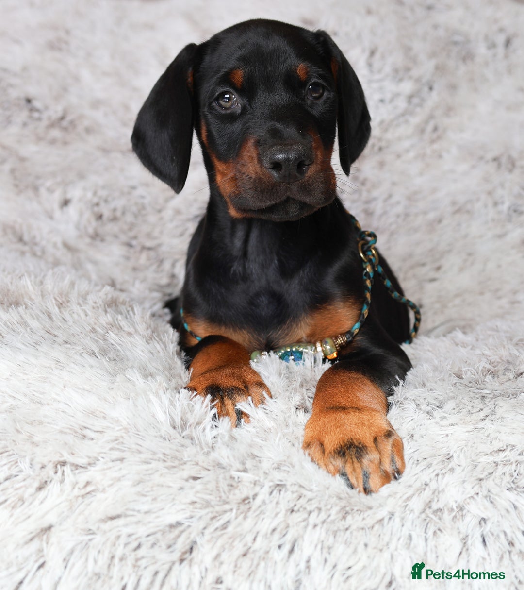Dobermann dogs for sale: WAITLIST 2026 CEZARBLUE 5 STAR LICENSED ⭐️  - Advert 28
