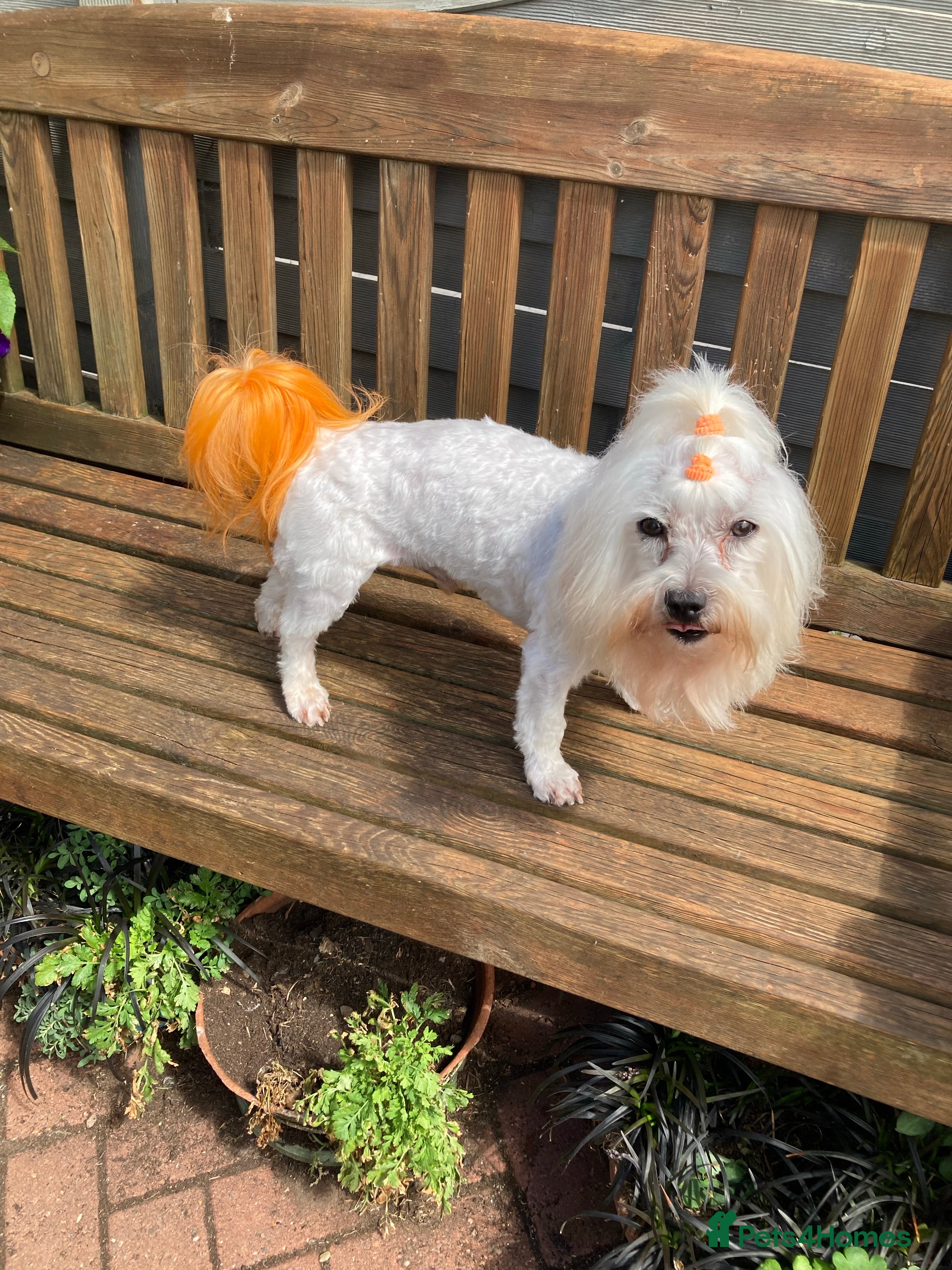 Maltese dogs Gorgeous Maltese At STUD in Coventry - Advert 4