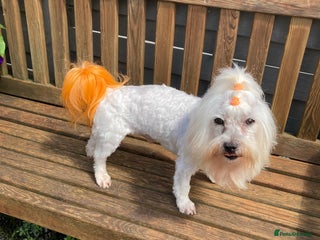 Maltese dogs in Coventry - Advert 23