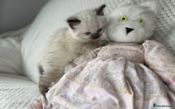 Ragdoll cats for sale: Stunning ragdoll kittens for sale  - Image 3