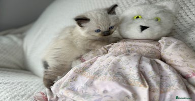 Ragdoll cats - Advert 12