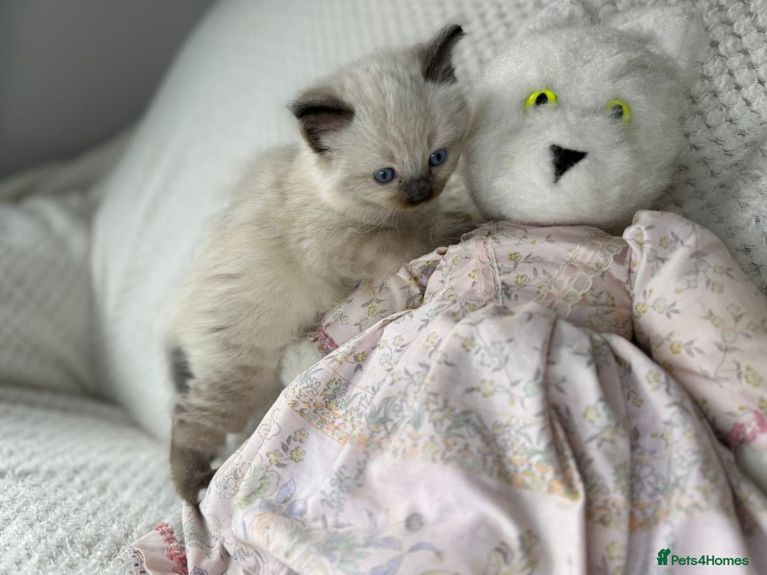 Ragdoll cats for sale: Stunning ragdoll kittens for sale  - Image 3