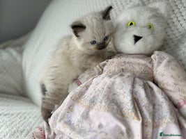 Ragdoll cats - Advert 9