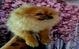 Pomeranian dogs for sale: POMERANIAN Puppies  - Image 10