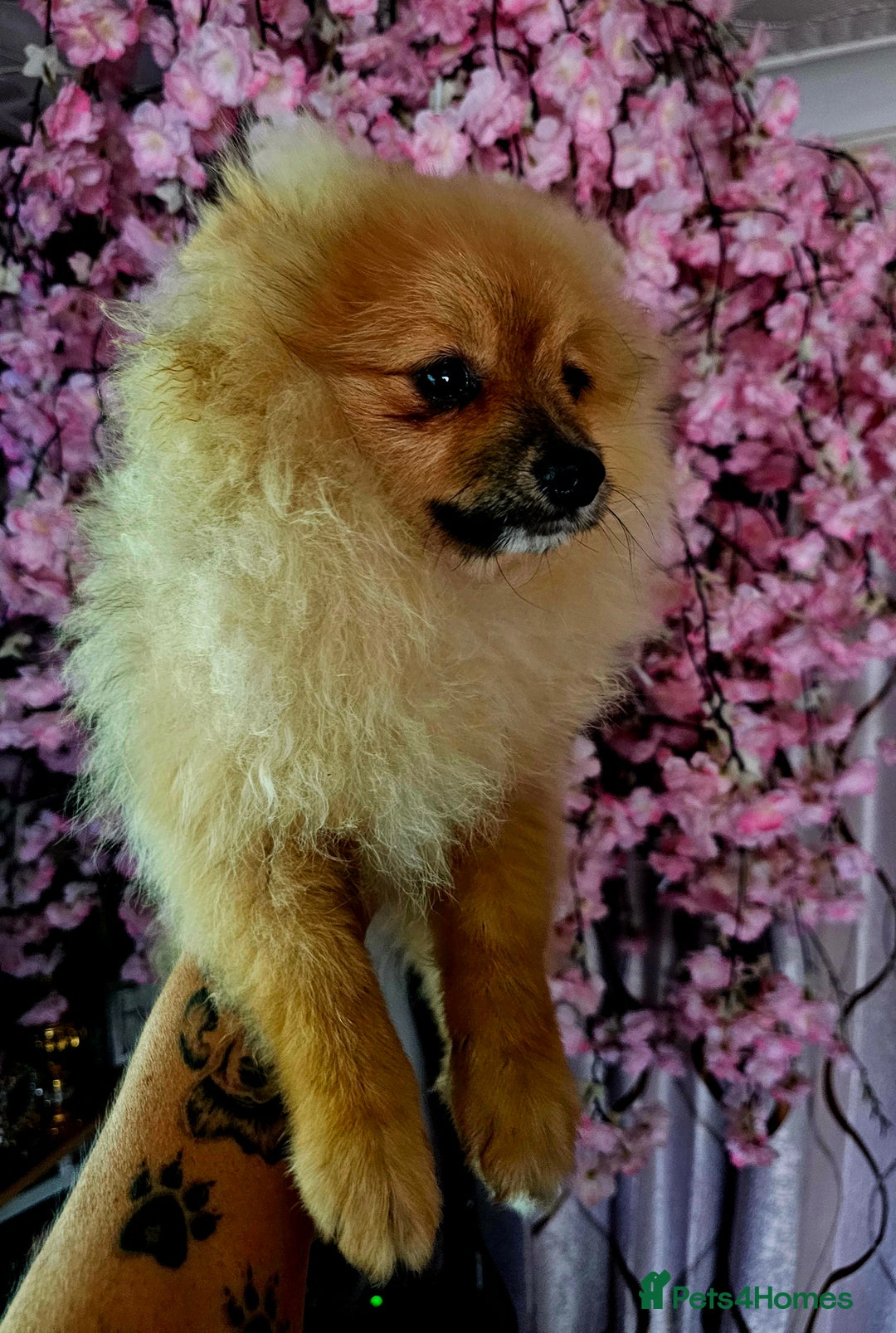 Pomeranian dogs for sale: POMERANIAN Puppies  - Image 10