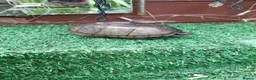 Turtle reptiles for sale: Turtle  and terrapin rescue in Melton Mowbray - Advert 2