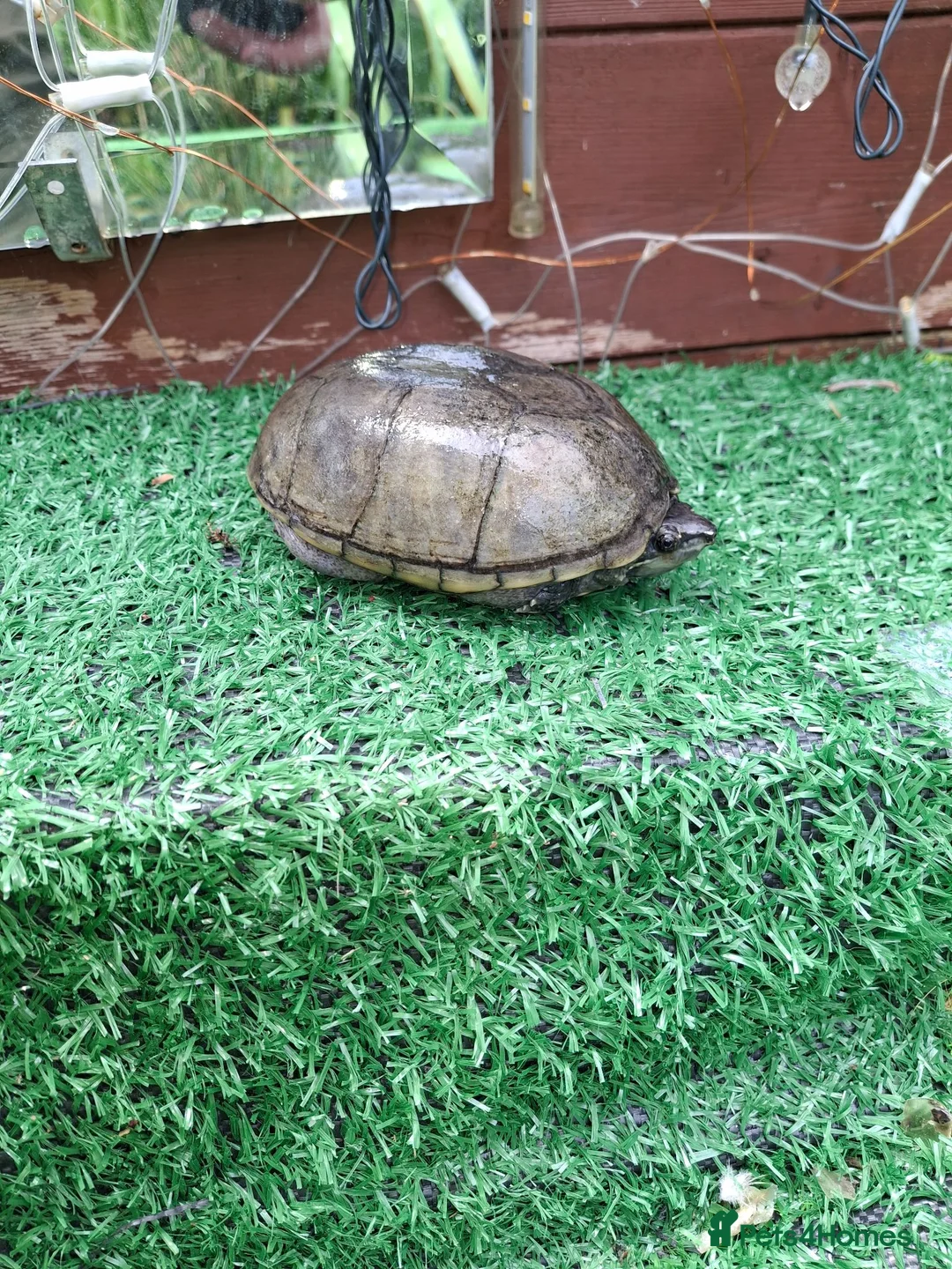 Turtle reptiles for sale: Turtle  and terrapin rescue in Melton Mowbray - Advert 2