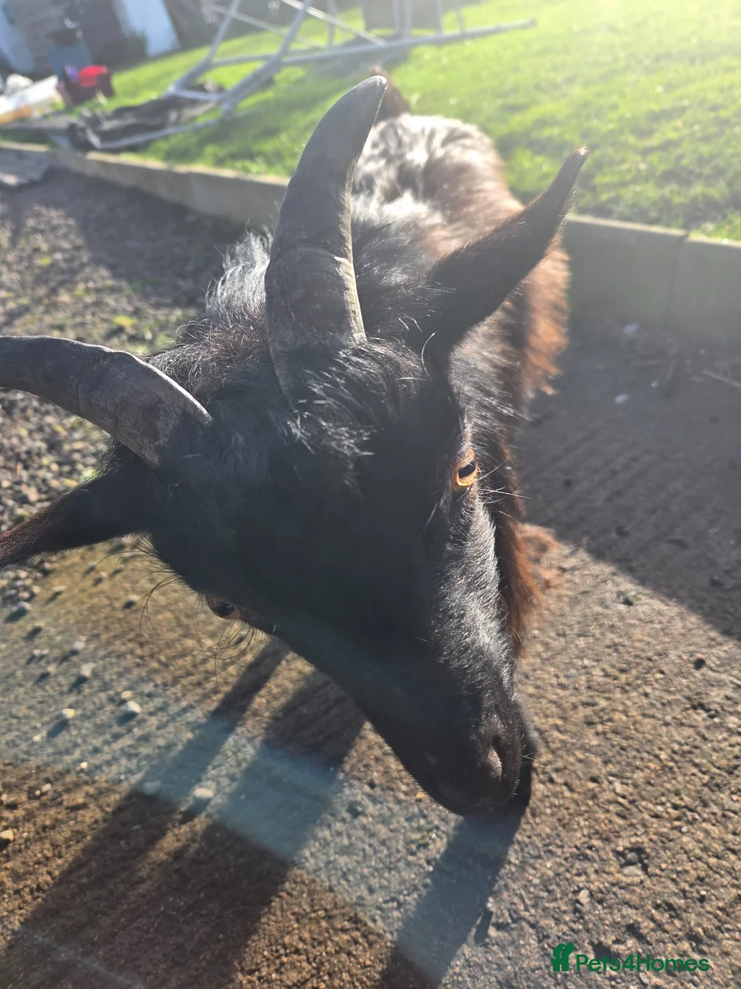 Goats livestock for sale: Male pygmy goat - Advert 4