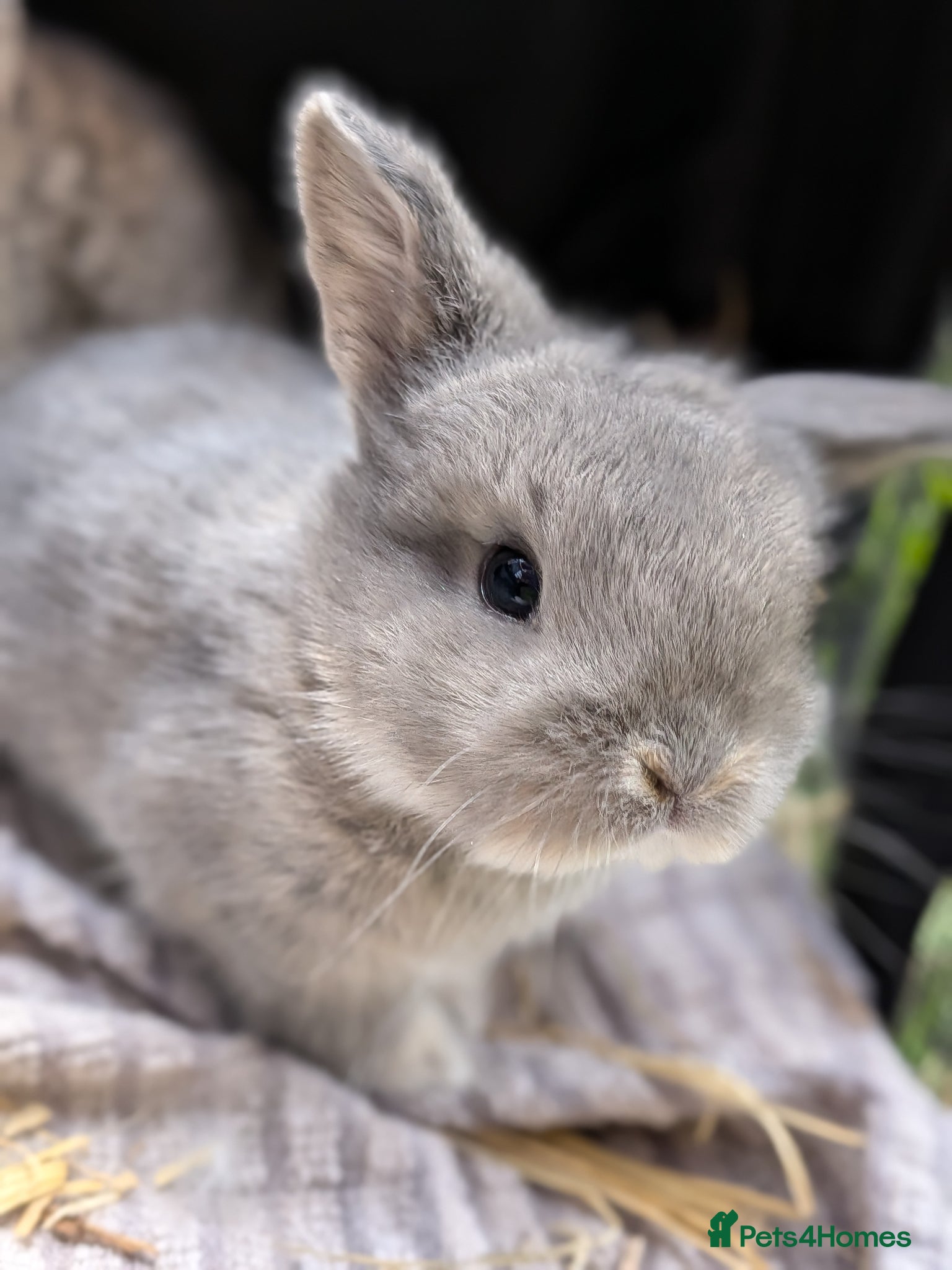 Mini Lop rabbits Beautiful Friendly Mini Lops - Advert 15