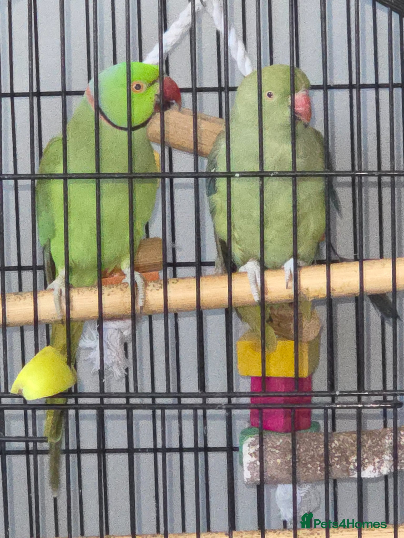 Ringnecks birds Ringneck Parrots - Advert 5