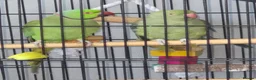 Ringnecks birds for sale: Ringneck Parrots in Peterlee - Advert 1