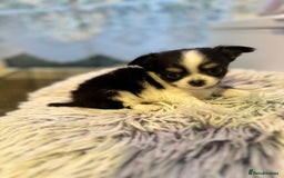 Chihuahua dogs for sale: Chihuahua  - Image 5