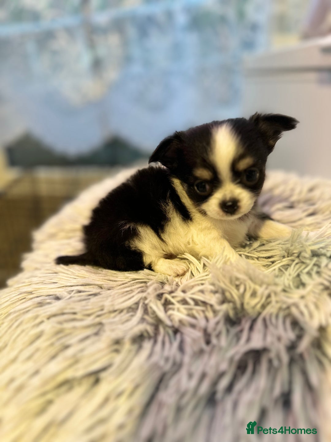Chihuahua dogs for sale: Chihuahua  - Image 5