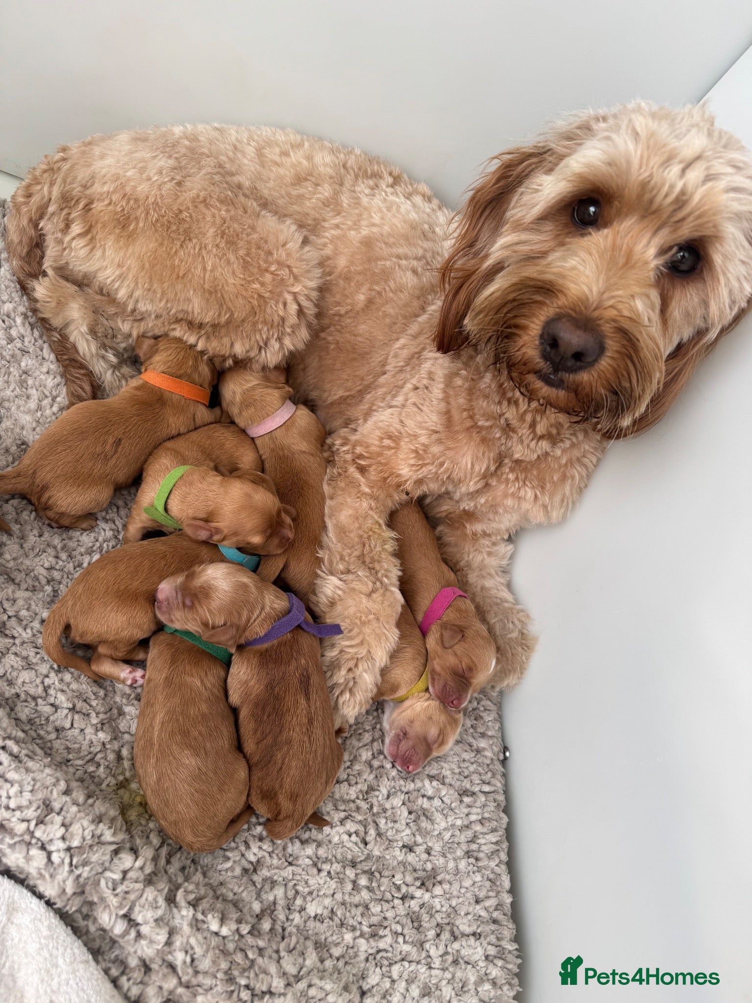 Mixed Breed dogs Mini Goldendoodle - Advert 1