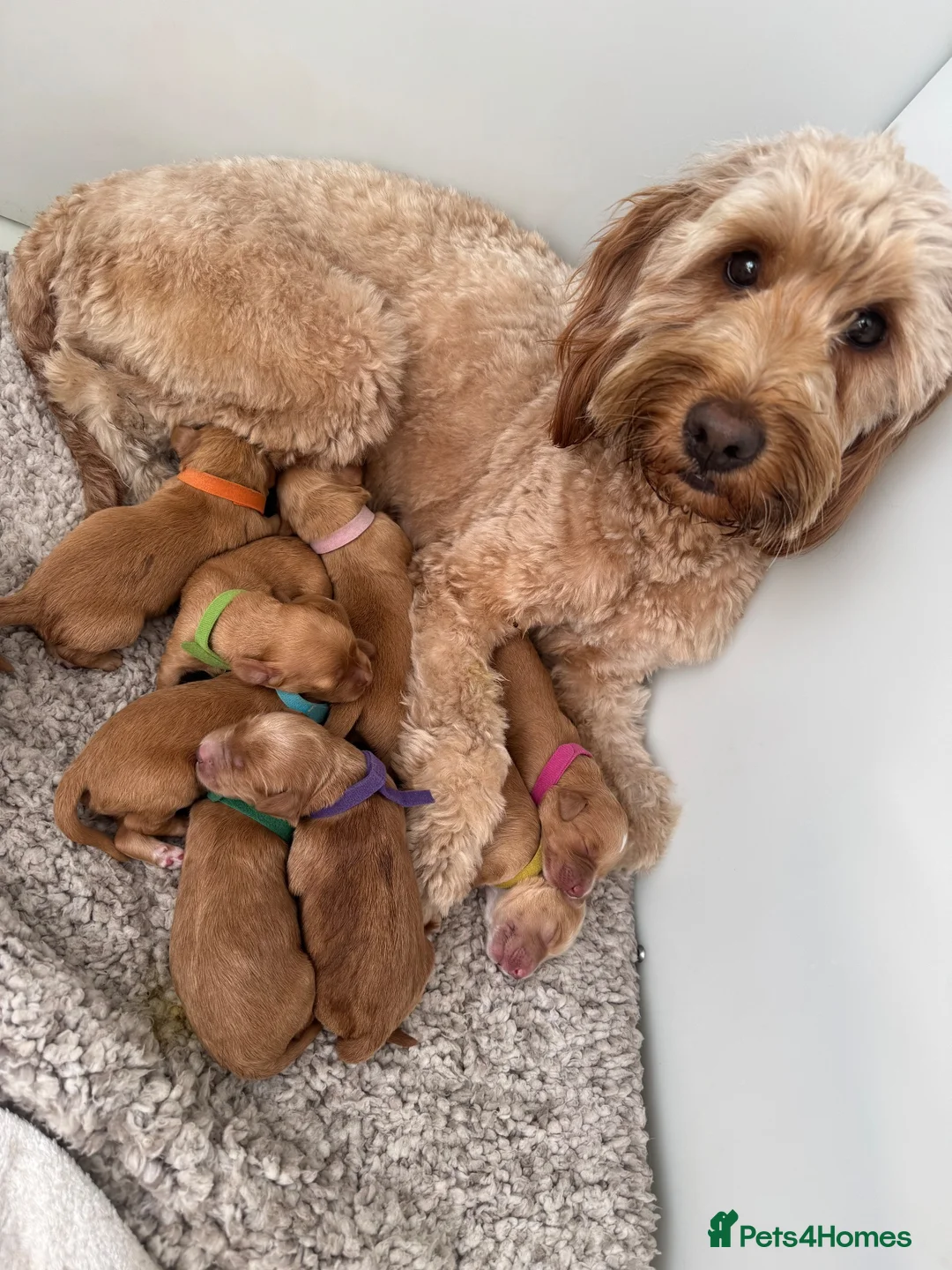 Mixed Breed dogs for sale: Mini Goldendoodle - Advert 1